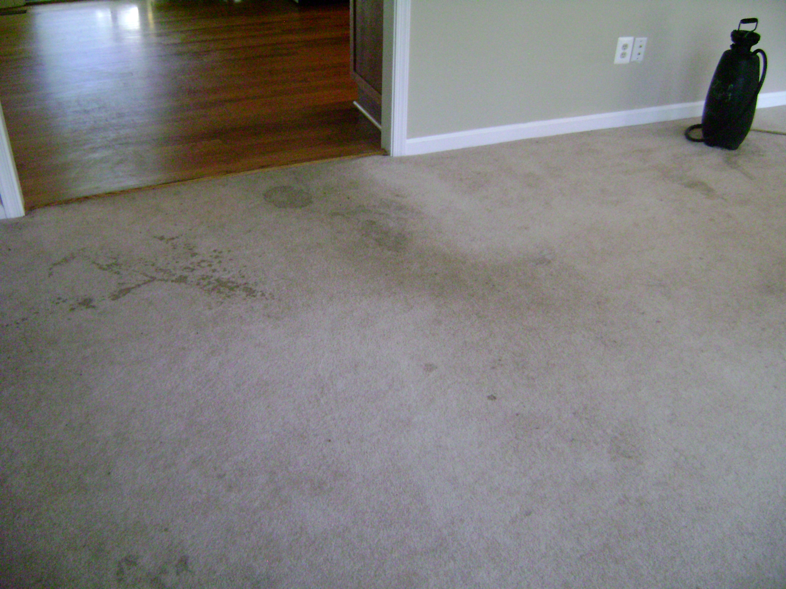 Before A Professional Carpet Cleaning in fairfax va 22033